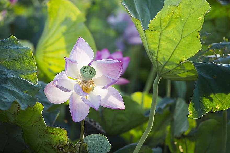 Lotus, Wasserpflanzen, Blume, Sommer-, Seerose