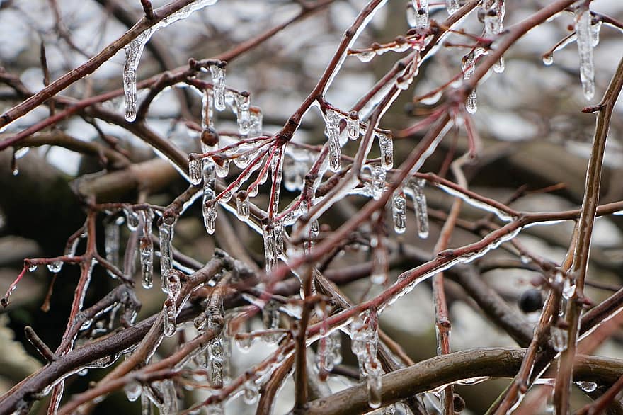led, větev, jaro, rozmrazit, mráz, zimní, Studený, zamrzlý, strom, eiskristalle, ledový