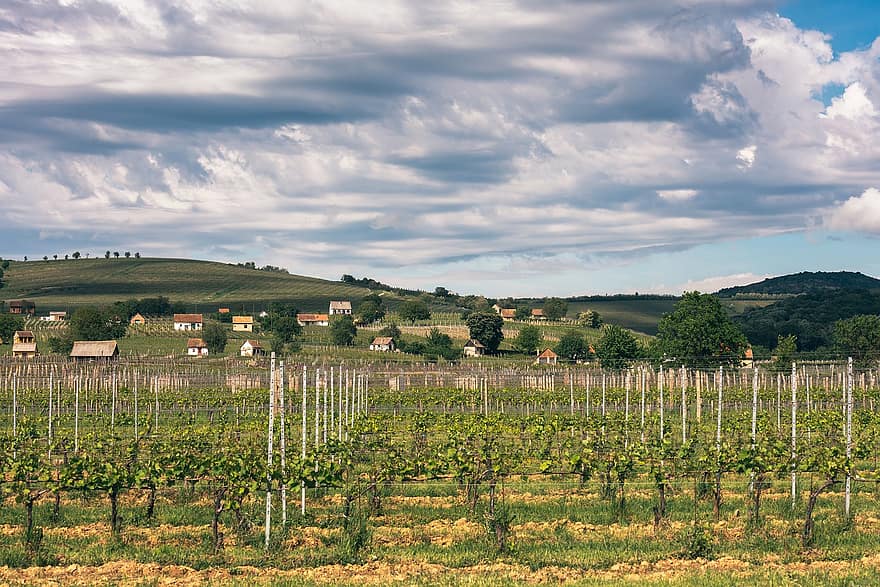 Villány, Hongarije, wijngaard, wijnbouw, landbouw, heuvels, natuur, wijnstreek, baranya, landelijke scène, farm