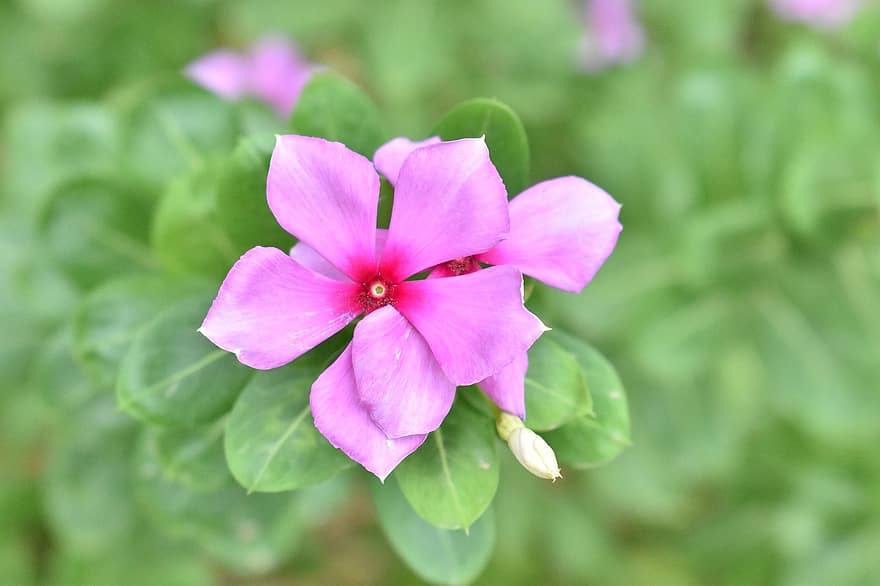 バラ色のツルニチニチソウ、ピンクの花、自然、Catharantus Roseus、工場