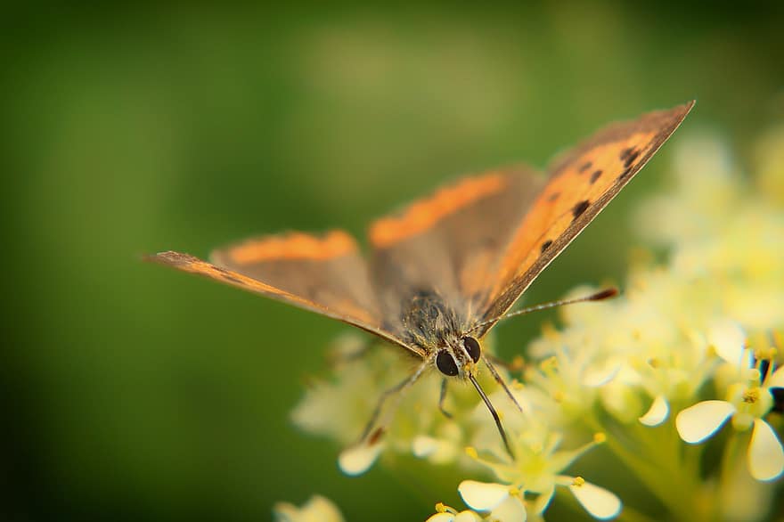 Butterfly, Nature, Insect, Animal, Flower, Butterflies, Summer, Wing, Green, Forest, Wings