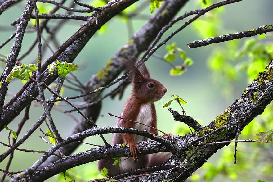 scoiattolo, animale, albero, roditore, mammifero, natura, foraggiamento, primavera, natura selvaggia