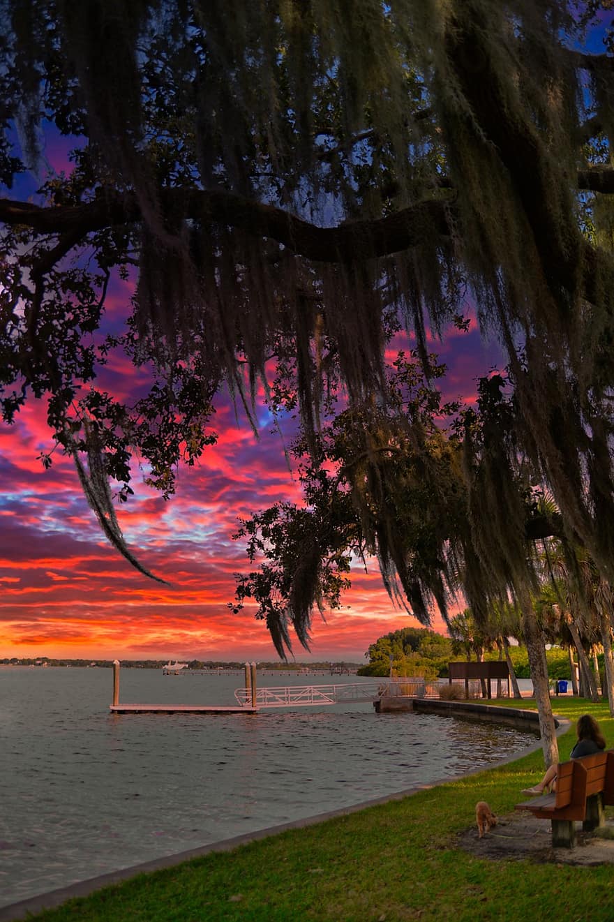 albero, fiume, tramonto, natura, crepuscolo, scenario, all'aperto, viaggio, esplorazione, Florida, golfo