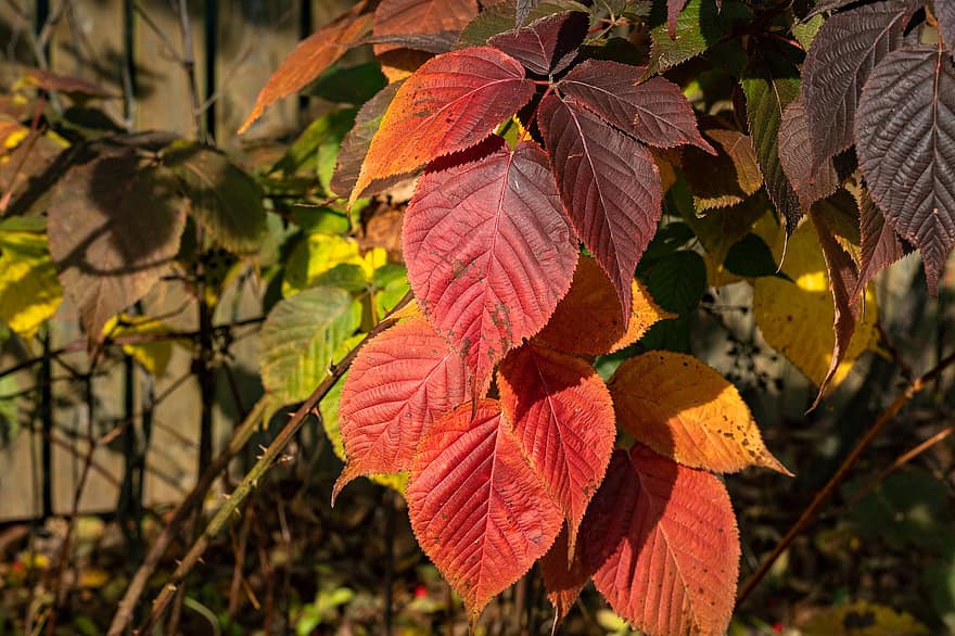 jesień, odchodzi, listowie, jesienne liście, sezon jesienny, spadek liści, liść, żółty, pora roku, drzewo, las