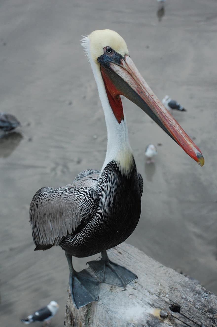 pelicano, pássaro, bico, penas, plumagem, ave, aviária, ornitologia, observação de pássaros, animal, mundo animal