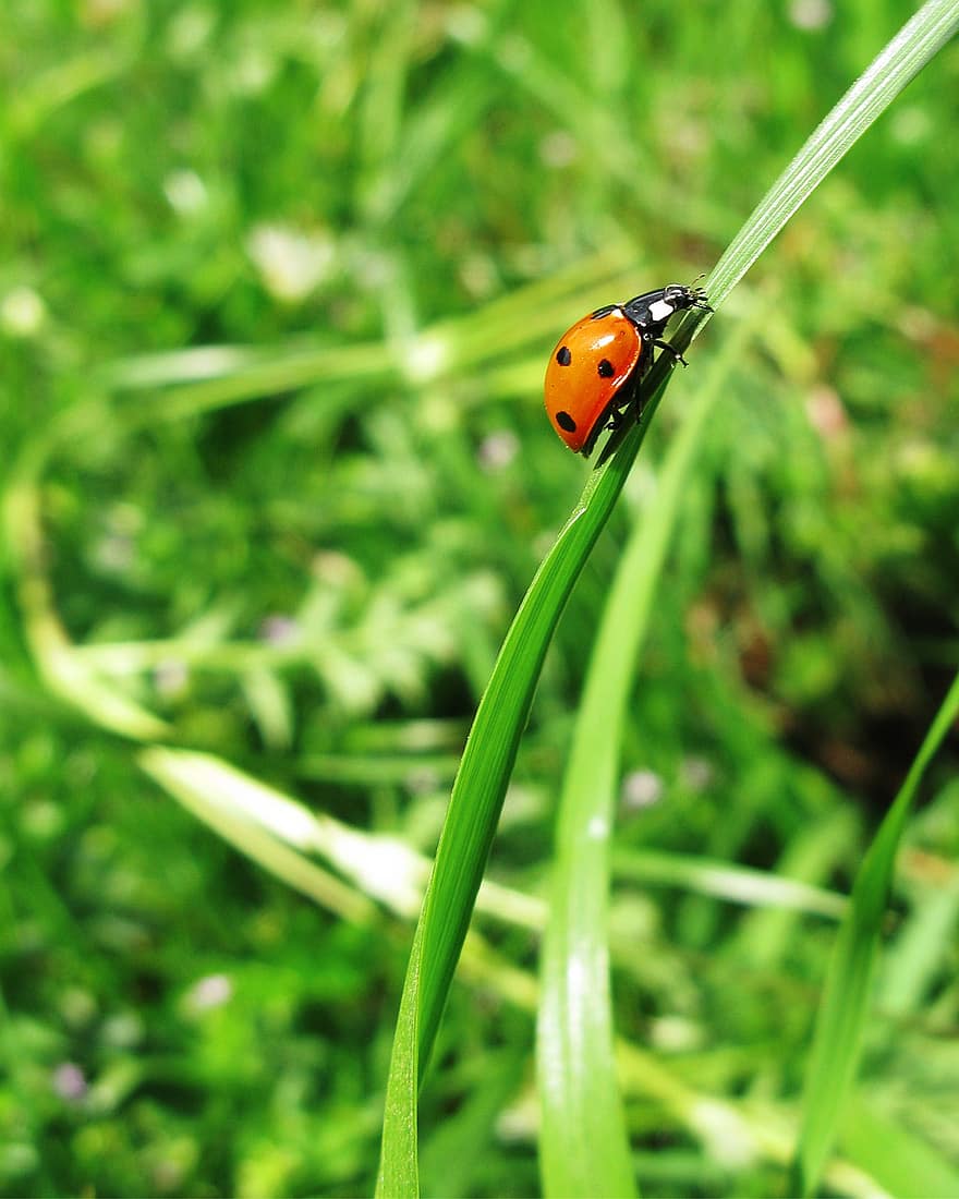 Insect, Ladybug, Ladybird Beetle, Bug, Nature, Wildlife, Macro, Close Up, green color, grass, close-up