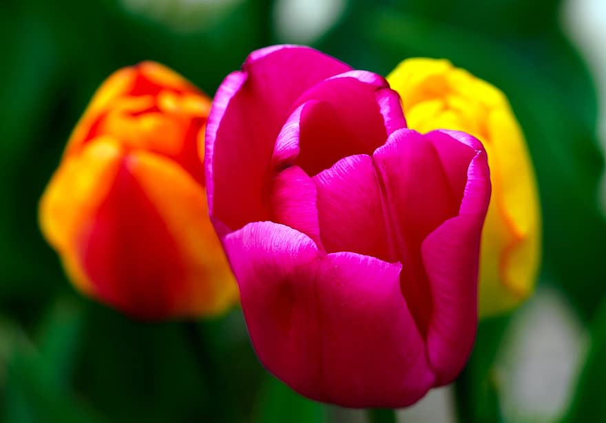 flor, tulipas, Flor, natureza, tulipa, plantar, cabeça de flor, pétala, fechar-se, multi colorido, frescura