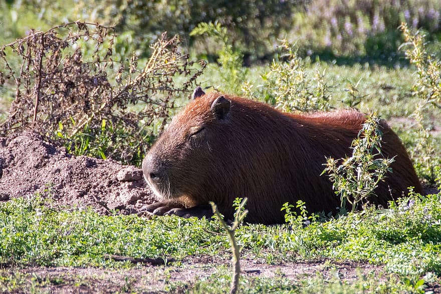 สัตว์, capybara, เลี้ยงลูกด้วยนม, สายพันธุ์, ธรรมชาติ, ภูมิประเทศ, นอน, สัตว์ในป่า, ที่ใช้ฟันแทะ, หญ้า, น่ารัก