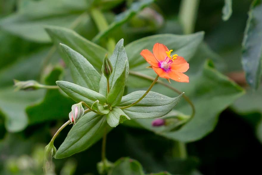 Anagallis Arvensis, Scarlet Pimpernel, Weed, Small Wild Flower, Flower, Wildflower, Flora