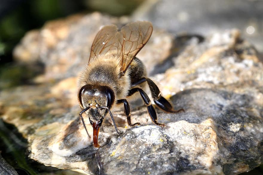 včela, hmyz, včelí med, Miláček, včelař, včelařství