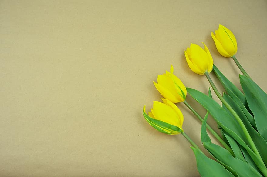 tulipány, pupeny, ploché ležel, Pozadí, jaro, květiny, čerstvé květiny, žluté tulipány, narozeniny, výročí, valentinky