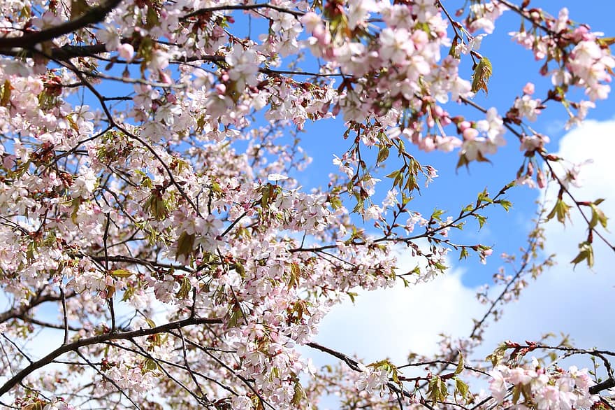 arbre, flors, sakura, branques, cirera, Flors de cirerer