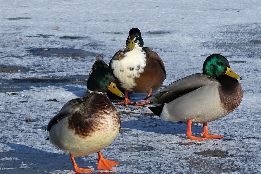 Ducks, Feathers, Water Birds, Frozen, Ice, Ditch, Bird, Plumage, Beak, Water, Animal World