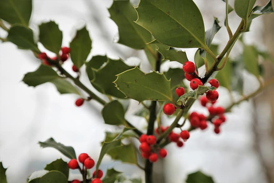 ilex aquifolium, vanlig helligdom, christmas holly, røde bær, grønne blader, gren, vinter, natur, flora, hagebruk, utendørs