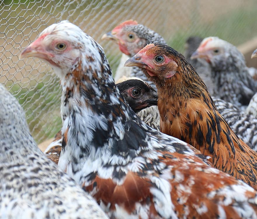 Chickens, Poultry, farm, chicken, bird, livestock, beak, agriculture, hen, feather, chicken coop