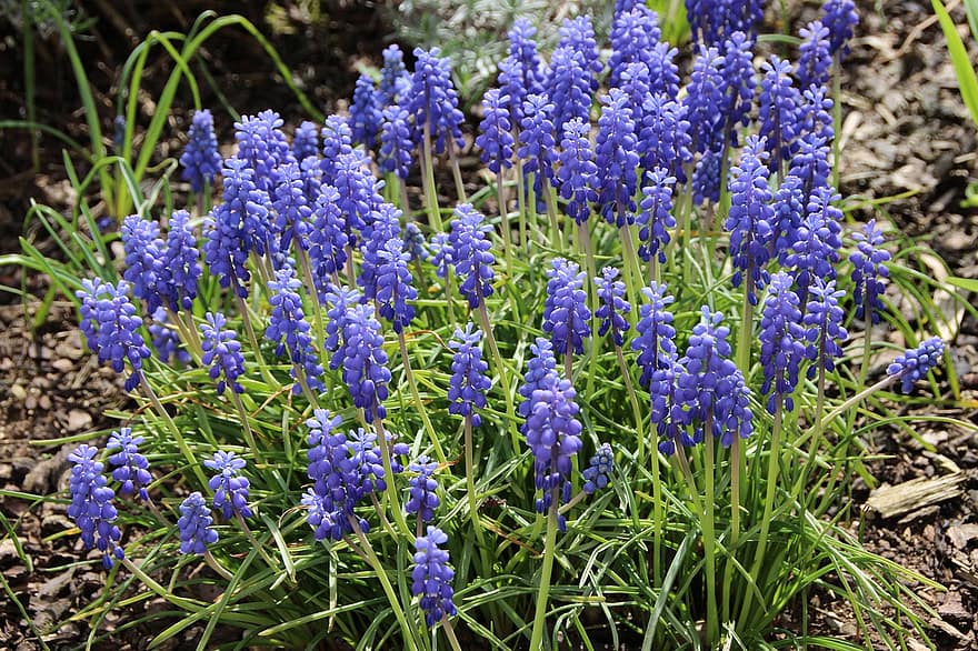 Hyacinth, blomster, hage, lilla blomster, petals, lilla petals, blomst, blomstre, flora, planter, vårblomster