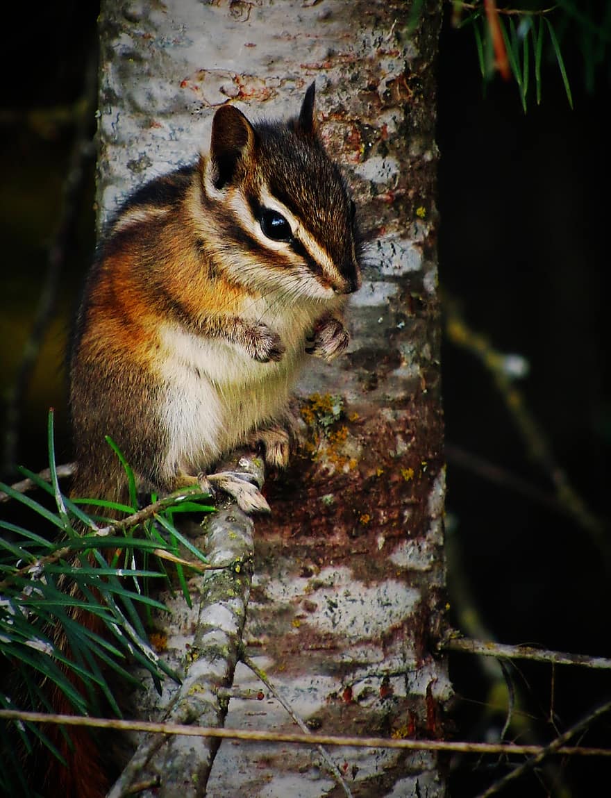 észak-amerikai mókus, mókus, rágcsáló, vad, vadvilág, teremtmény, emlős, fa, ülés, természet