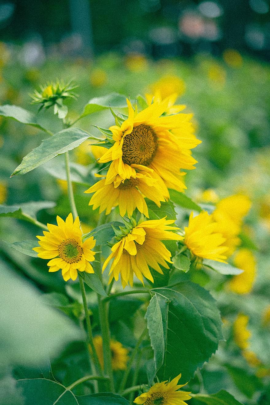 bunga matahari, bunga-bunga, bunga kuning, kelopak, kelopak kuning, Daun-daun, berkembang, mekar, flora, tanaman, musim panas