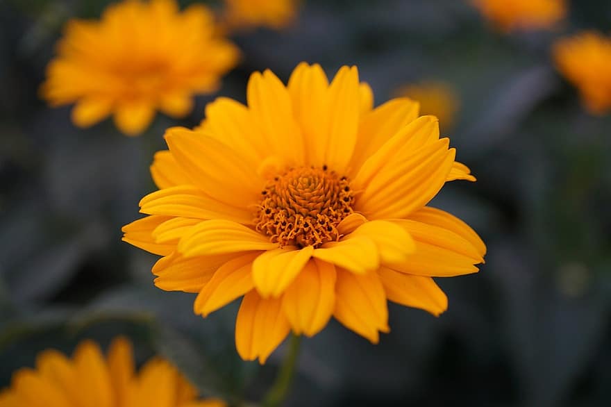 HELIOPSIS, floare, plantă, floare galbenă, petale, a inflori, floră, grădină, natură, a închide, galben