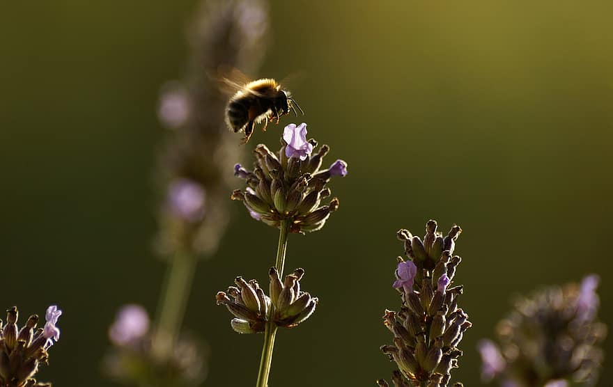 abeja, flor, polen, polinización, puesta de sol