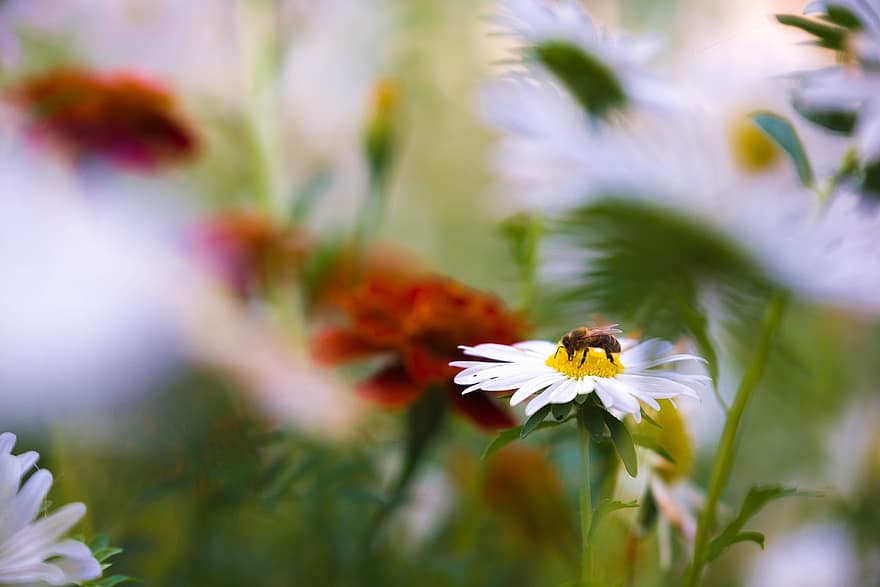 polenizare, albina, margaretă, insectă, polenizator, albină, floare, plantă, floră, planta cu flori, plante ornamentale