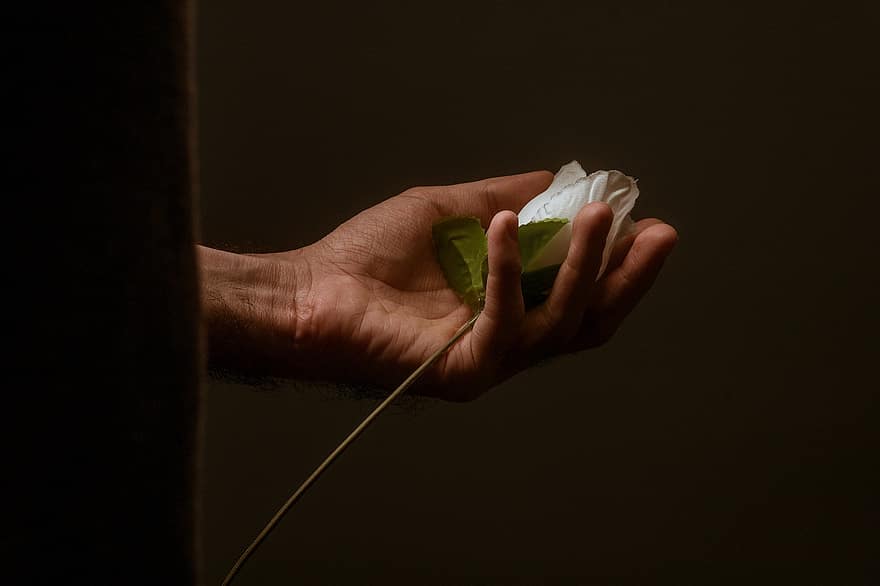 Flower, Rose, Bloom, Blossom, Romance, Romantic, Hand, human hand, close-up, one person, leaf