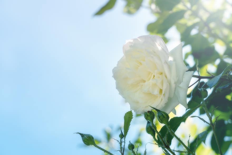 троянда, плетиста троянда, Аляска, білий, цвітіння, гарний, чашечка, впритул, чисто білий, яскравий, листя