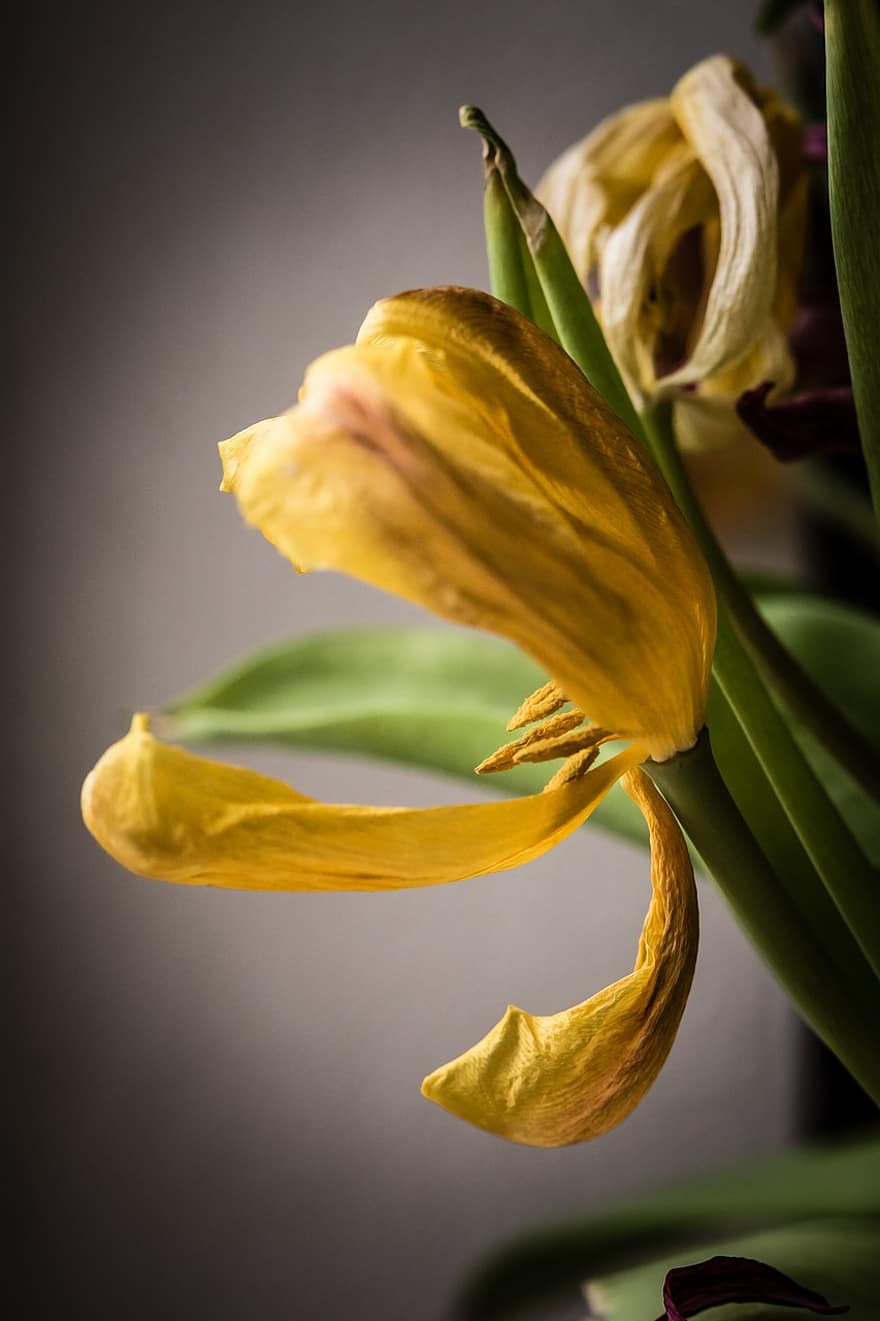 flor, amarillo, tulipán, descolorido, floración, detalle, de cerca, hoja, planta, pétalo, cabeza de flor