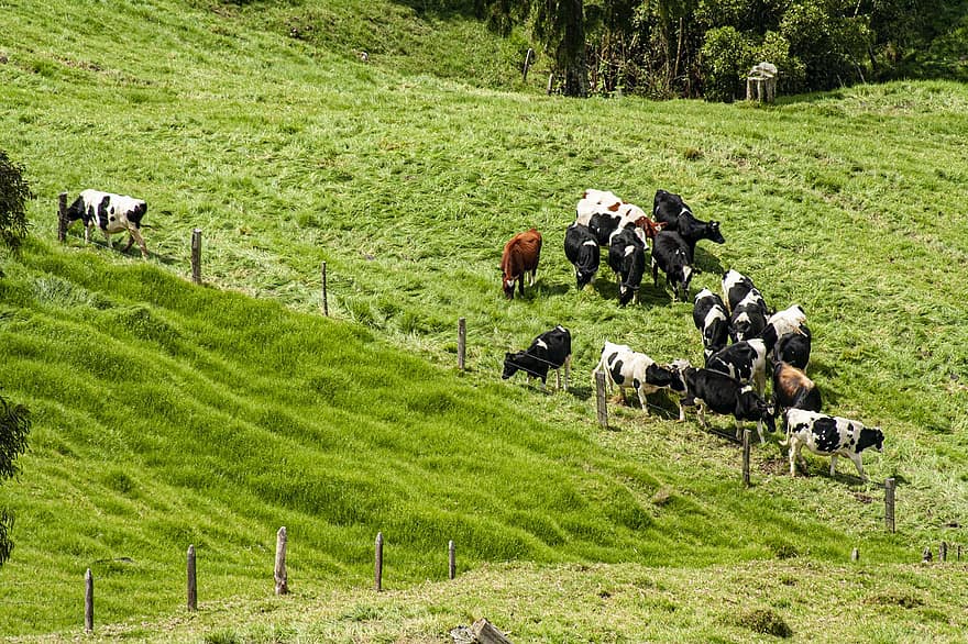 牛、家畜、群れ、動物たち、牧草地、乳製品、農村、自然、コロンビア