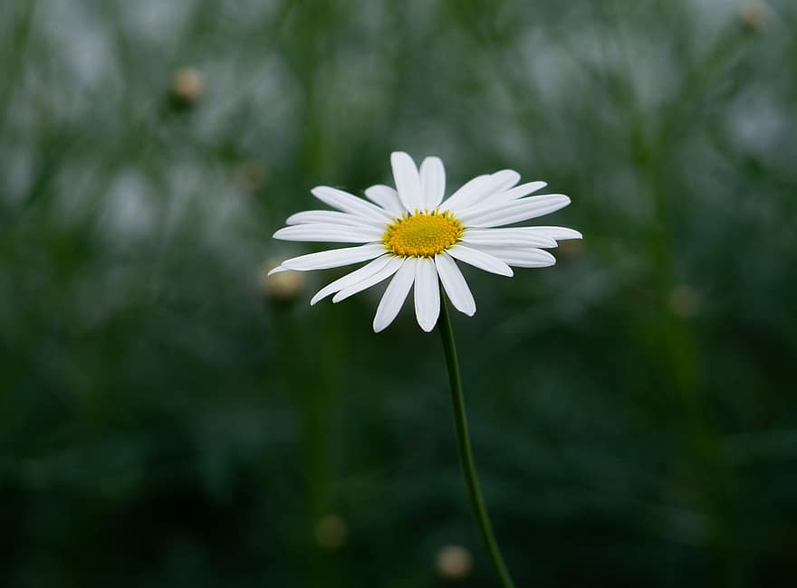 daisy, hvid blomst, wildflower, flor, blomst, natur, have