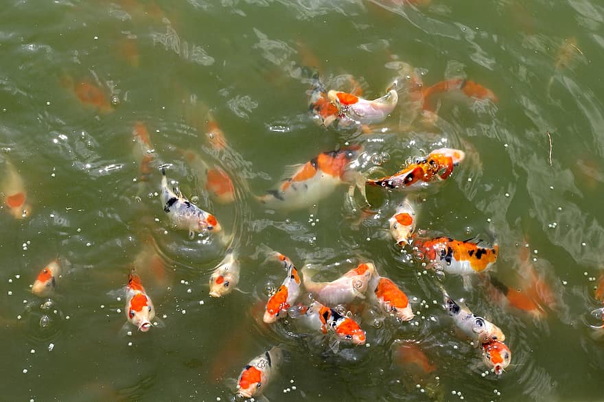 peix, koi, estany, marí, carpa koi, aigua, carpa, multicolor, color taronja, peixos de colors, estiu
