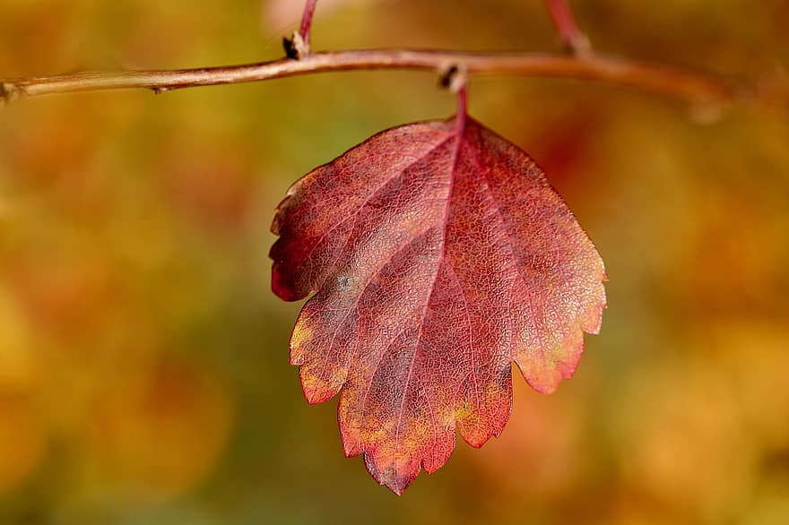 الزعرور ليف ، الخريف ، فصل الخريف ، ورقة الشجر ، ورقة الخريف ، طبيعة