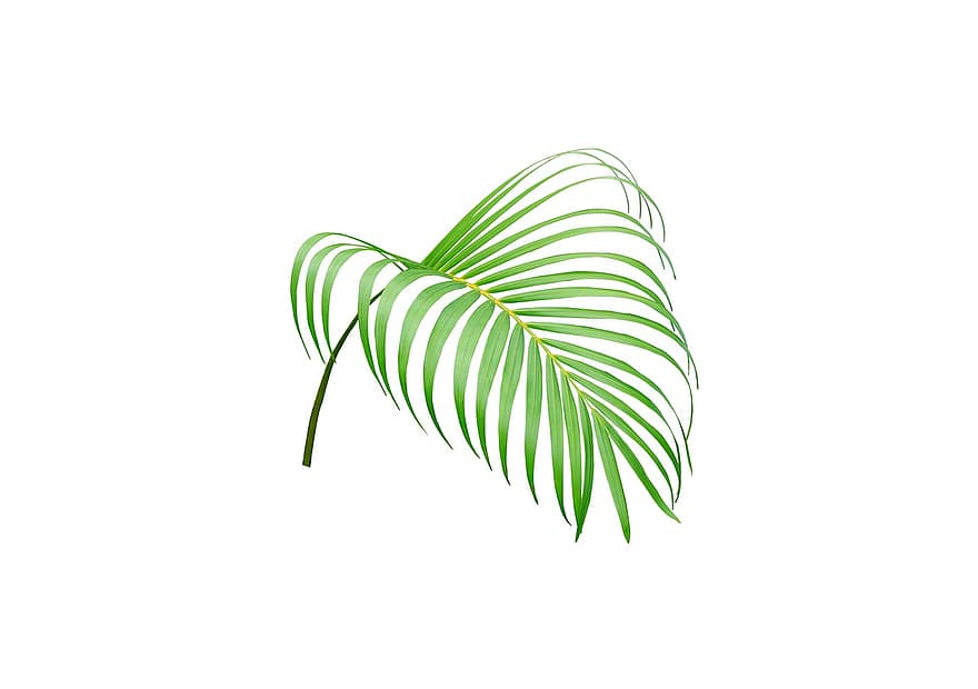 Palma, folha, folhagem, tropical, verde, sai, plantar, natureza, árvore, exótico, botânica
