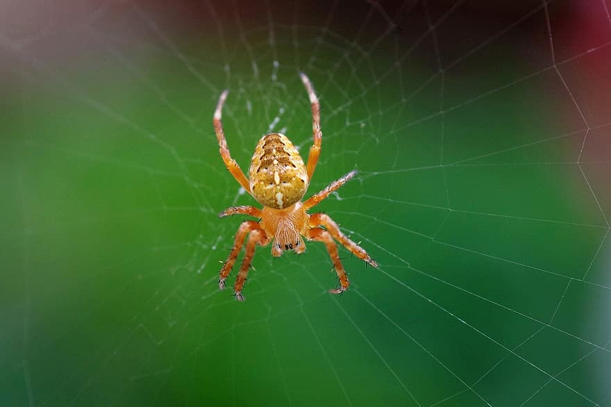 pająk, sieć, pajęczyna, krzyżowiec pająk, pająk ogrodowy, araneus diadematus, pajęczak, zwierzę, pajęcza sieć, jedwab pająka