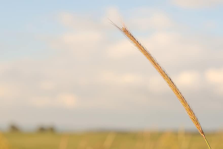 gandum, sereal, telinga, menanam, gandum hitam, bidang, padang rumput, langit