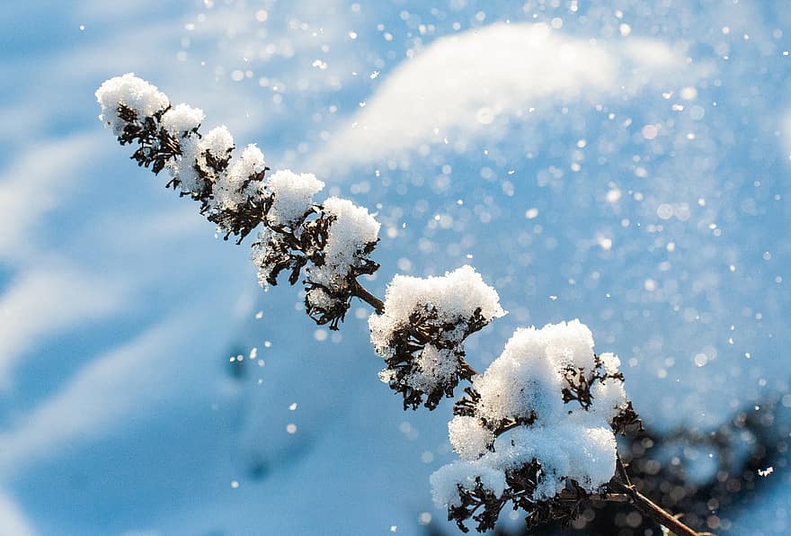 Plant, Branch, Snow, Frost, Snowfall, Snowing, Ice, Hoarfrost, Winter, Wintry, Cold
