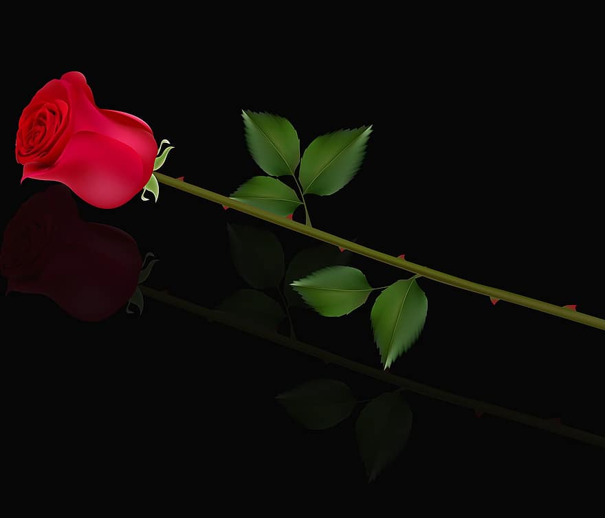 квітка, Рослина, лист, природи, пелюстка, тюльпан, Червона роза, чорний фон, романтичний