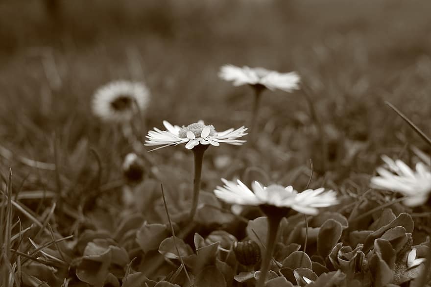 stokrotki, łąka, białe kwiaty, trawa, ścieśniać, monochromia, czarny i biały, wiosna, ogród, kwiaty, kwiat