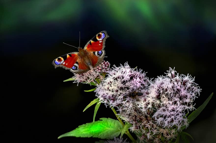 तितली, मोर तितली, कीट, परागन, परागण करने वाला, यूरोपीय मोर, aglais io, फूल, पौधा, जानवर, प्रकृति