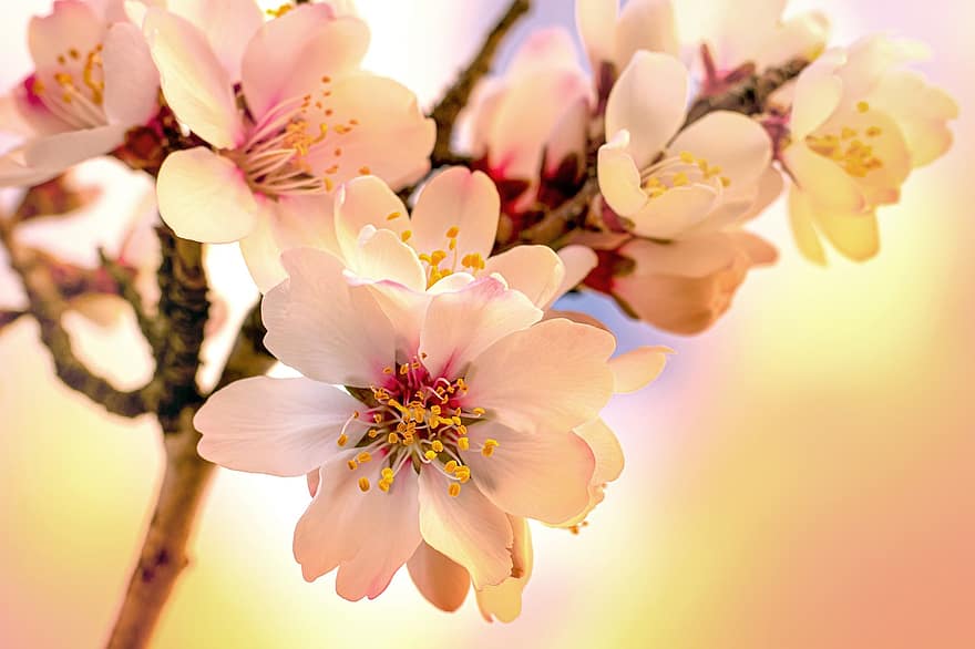 pohon almond, bunga-bunga, cabang, bunga almond, kelopak, bunga-bunga merah muda, berkembang, mekar, flora, pohon, musim semi