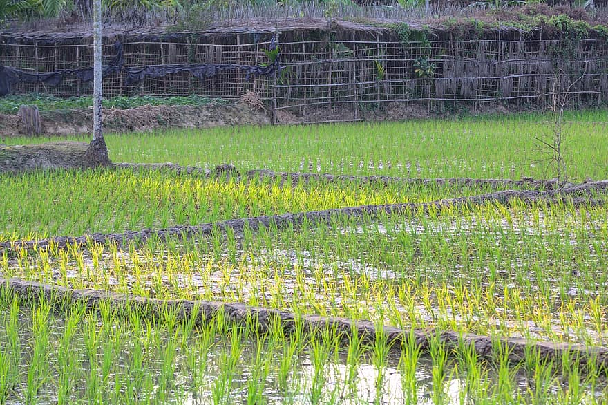 ryžių laukas, žaliavinis laukas, Žemdirbystė, Ukhiya, Cox bazar, chittagong, ūkis, augimą, augalų, kaimo scenoje, žalia spalva
