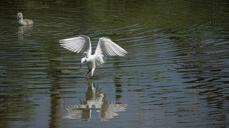 egret, egreta petita, ocell, plomatge, bec, ales, riu, aviària, vol, aigua, Wader