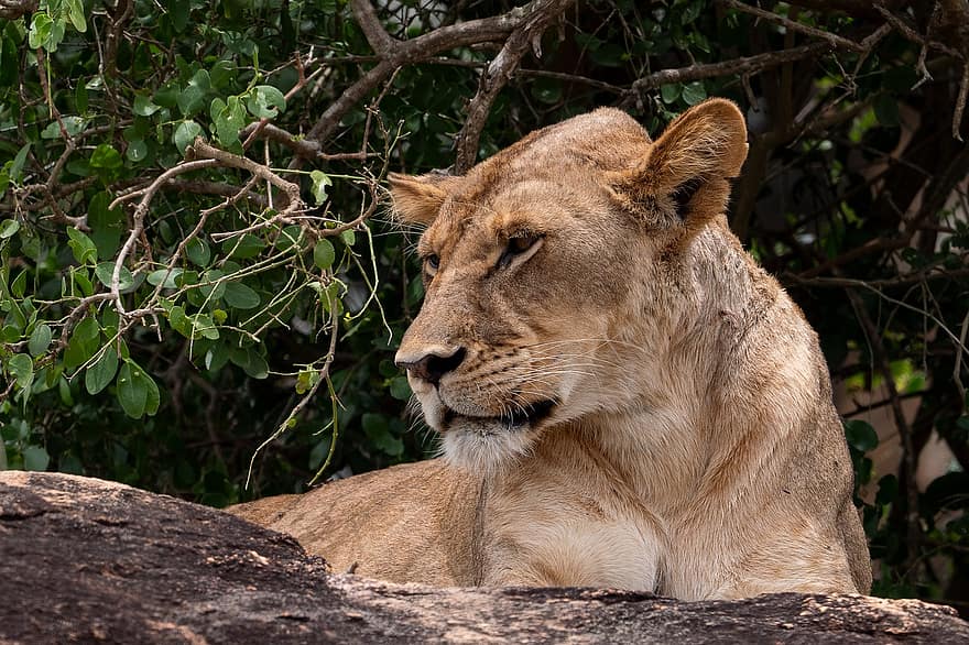 Löwin, katzenartig, wilde Katze, Katze, wild, Wildnis, Tierwelt, Tierfotografie, Tier, Lumo Conservancy, Kenia