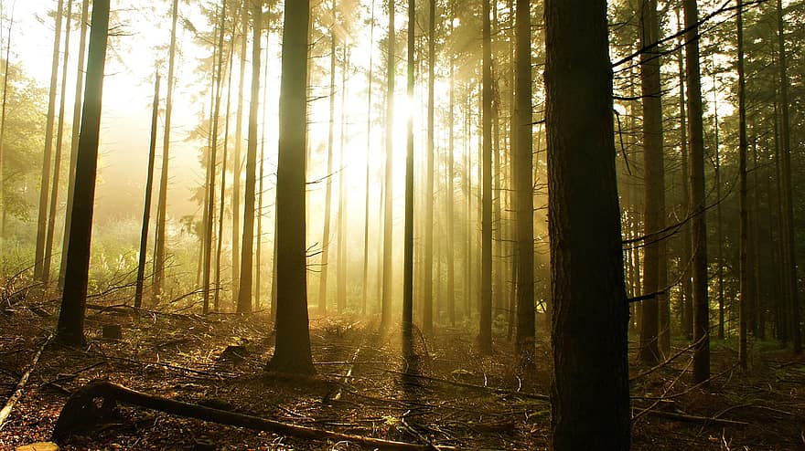 cây, rừng, bình Minh, sương mù, phong cảnh, buổi sáng, thần bí, ánh sáng mặt trời, tia nắng mặt trời, Thiên nhiên, gỗ