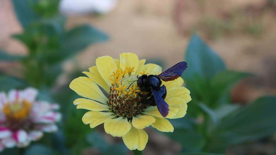 abelha, inseto, polinizar, polinização, flor, inseto com asas, asas, natureza, himenópteros, entomologia, macro