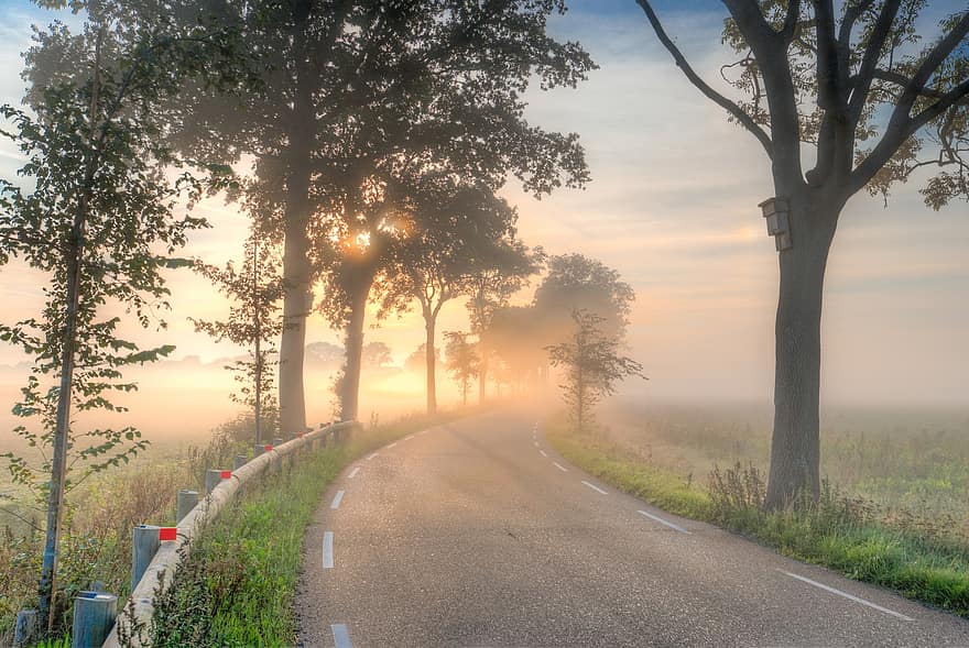 道路、木、霧、朝、光、日の出、自然