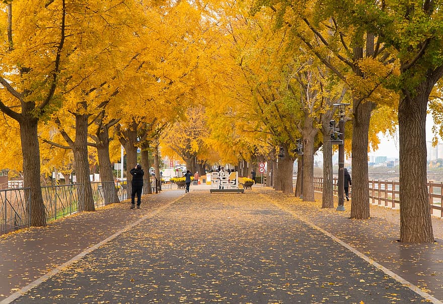 есен, гинко, природа, път, улица, на открито, сезон, падане