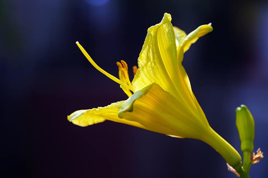 желтая лилия, Лили, желтый цветок, Флора, природа