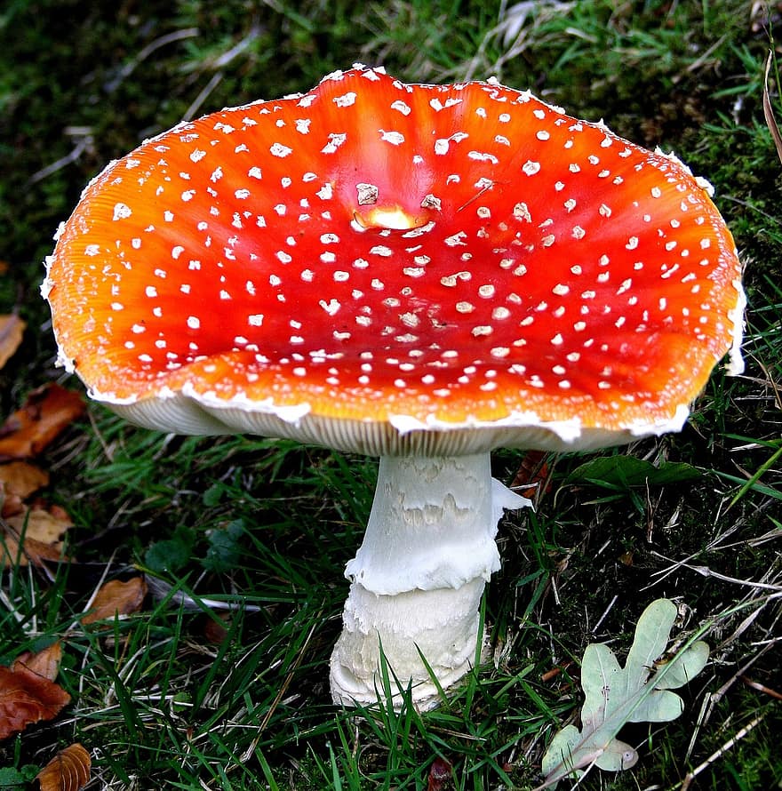 Toadstool, Mushroom, Fungus, Fungi, Forest, fly agaric mushroom, close-up, poisonous, autumn, spotted, season