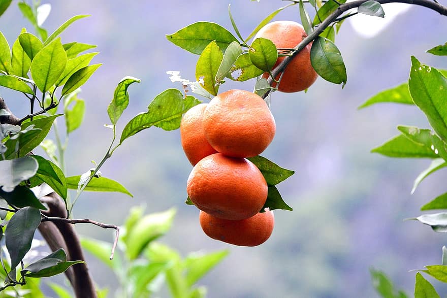 những quả cam, cây cam, lá, chi nhánh, trái cây, Thiên nhiên, trái cây tươi, chín muồi, Cam chín, mùa gặt, sản xuất